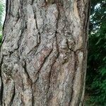 Pinus nigra چھال