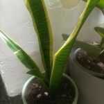 Dracaena stuckyi Blatt