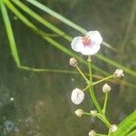 Sagittaria sagittifolia Blüte
