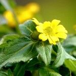 Sanvitalia procumbens Fula