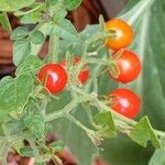 Solanum pimpinellifolium 果