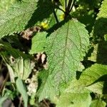 Eutrochium purpureum Leaf