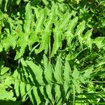 Cirsium erisithales Leaf