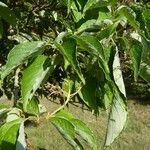 Cornus macrophylla Folha