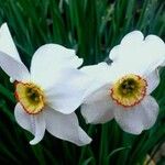 Narcissus poeticusFlower