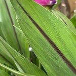 Curcuma alismatifolia Liść