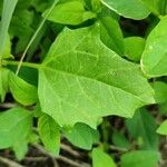 Oxybasis rubra Leaf