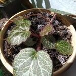 Камнеломка отпрысковая saxifraga stolonifera curtisFlor