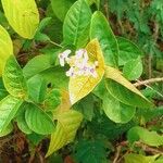 Pseuderanthemum maculatumFloare