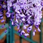 Wisteria floribunda ശീലം