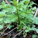 Sonchus canariensis Blatt