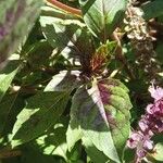 Ocimum basilicum Folha