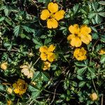 Potentilla anglica Hoja