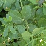 Zygophyllum fabago عادت داشتن