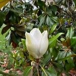 Magnolia virginianaFlor