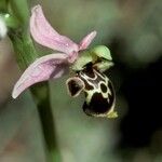Ophrys scolopax Blomma