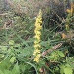 Verbascum nigrumᱵᱟᱦᱟ