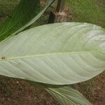 Hylaeanthe unilateralis Hoja