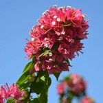 Bougainvillea spectabilis Blüte