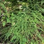 Equisetum sylvaticumLeaf