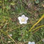 Parnassia palustris Квітка