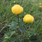 Trollius europaeusKvět