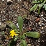 Anthemis ammanthus