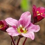 Saxifraga rosacea Кветка