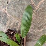 Asplundia insignis Hoja