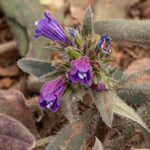 Echium bonnetii Blüte