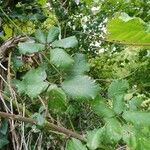 Rubus winteri Blad