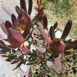 Leucadendron salignum Floro
