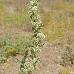 Amaranthus fimbriatus Blüte