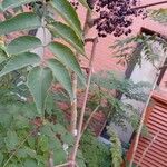 Aralia elata Φρούτο