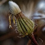 Crepis foetida Fula