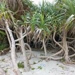 Pandanus tectorius Folha