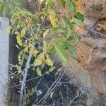 Combretum apiculatum Other