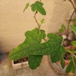 Lavatera bryoniifolia Leaf