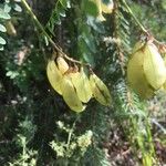 Astragalus penduliflorus ഫലം