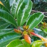 Allamanda schottii Leaf