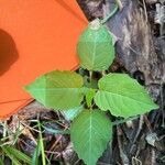 Circaea alpina Leaf