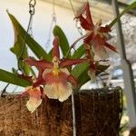 Oncidium crocidipterum Flor