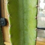 Cereus jamacaru Kůra