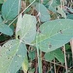 Glycine max Leaf