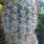 Oreocereus trollii Yaprak