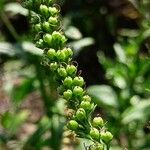 Veronica longifolia 果實