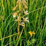 Epipactis palustris Corteza