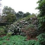 Rhododendron campanulatum Hábitos