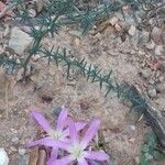 Colchicum filifolium 花