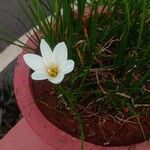 Zephyranthes candida 花